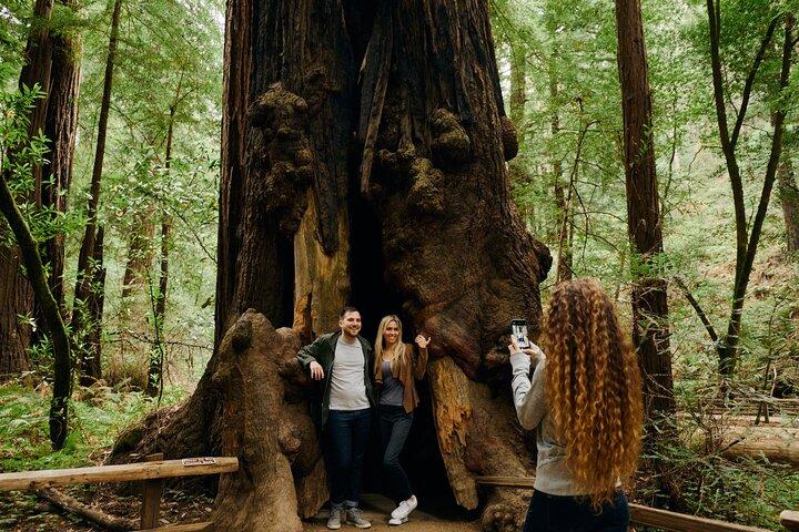 San Francisco City Tour, Muir Woods & Sausalito: Half or Full Day