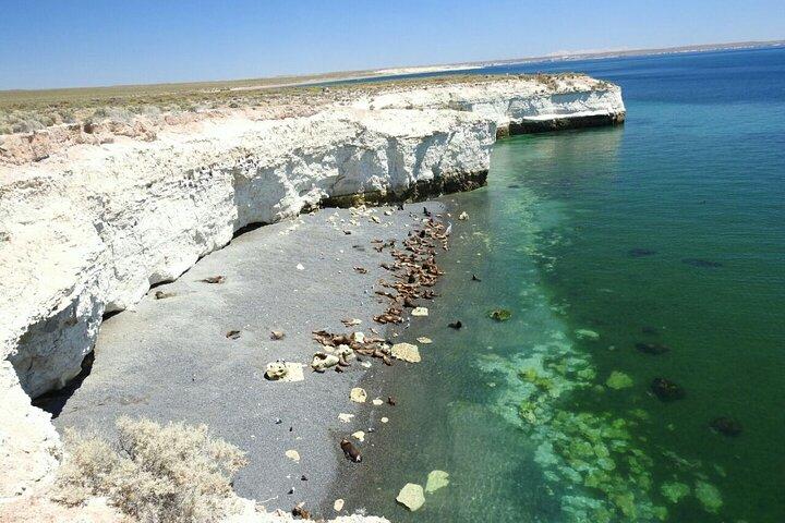 Tour della città e leoni marini a Punta Loma da Puerto Madryn