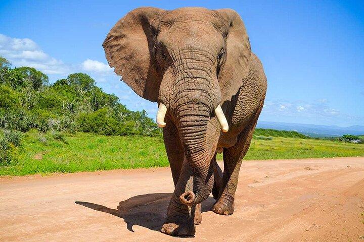Journée complète BIG 7 Addo Elephant Park & Marine
