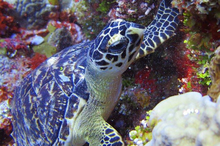 Schnorchelabenteuer Tulum, Schildkröten und Cenote an der Riviera Maya