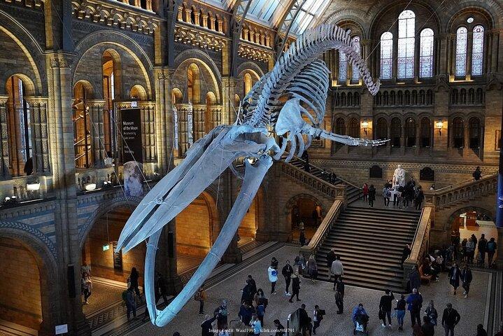 Musée d'histoire naturelle de Londres : visite privée d'une demi-journée
