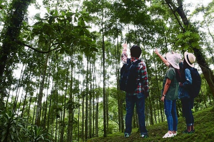Forest Research Institute Malaysia (FRIM) Nature Trekking Tour