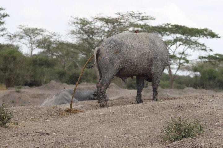 2 dages Lake Mburo National Park Wildlife safari