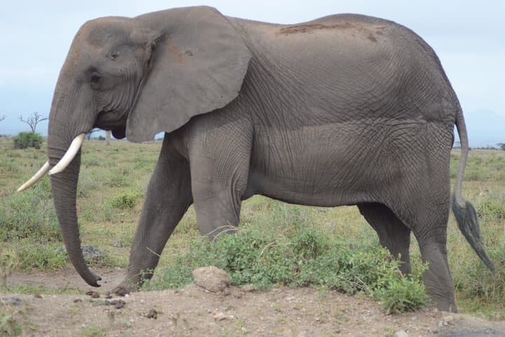4 Day Private Masai Mara Flight Safari Tour from Nairobi