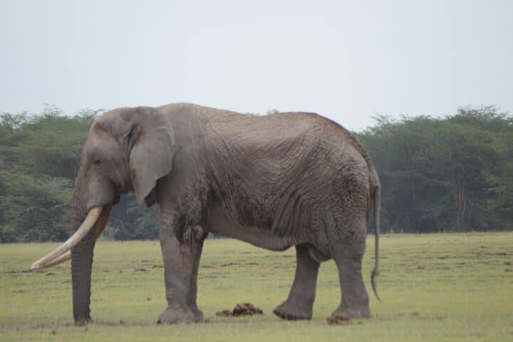 4 Day Private Masai Mara Flight Safari Tour from Nairobi