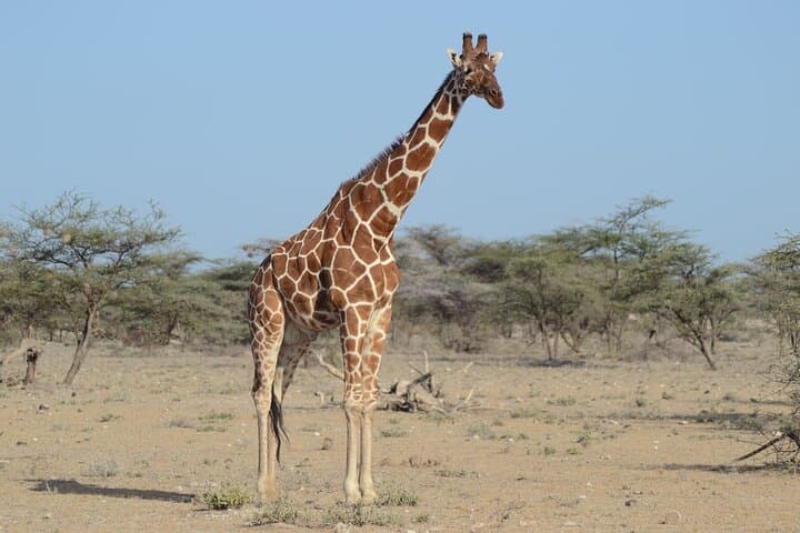 4 Day Private Masai Mara Flight Safari Tour from Nairobi