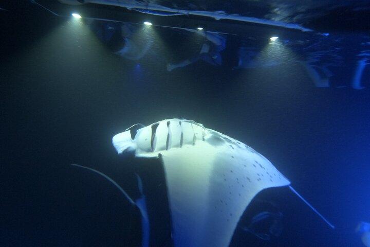 Manta Ray Snorkeling di notte a Kailua-Kona, Hawaii