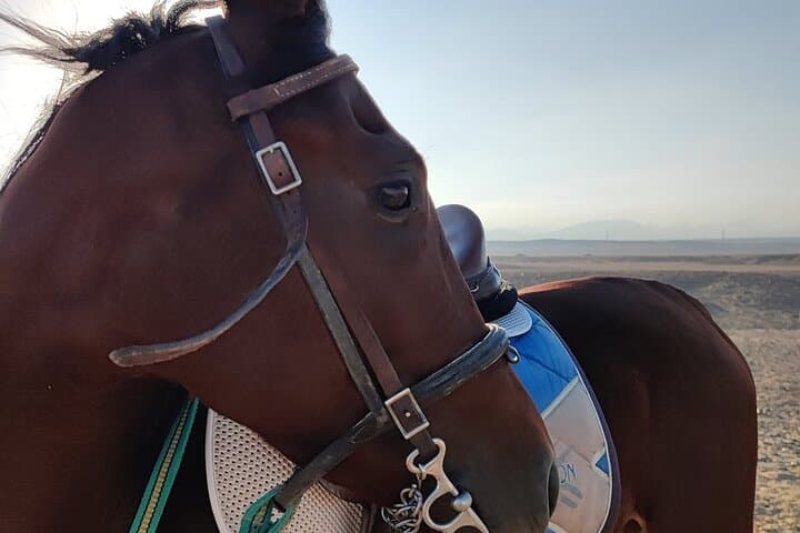 Private Horse Riding Tour in Luxor West Bank