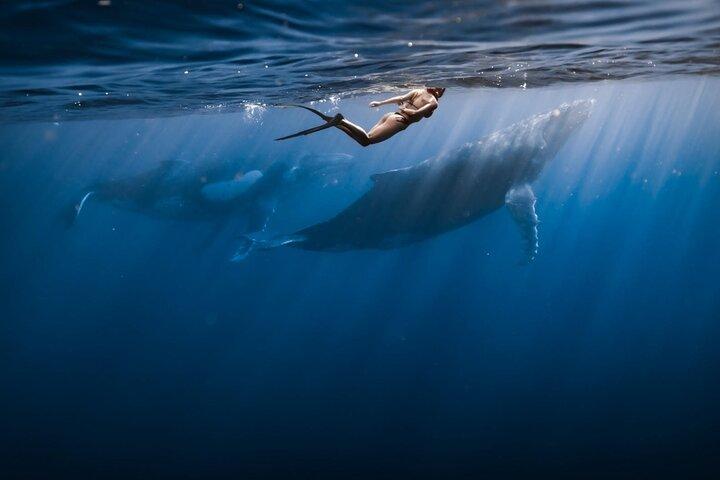 Natación con ballenas en Moorea