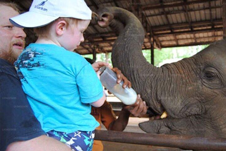 Jeep Safari till Udawalawa National Park, Budget Tour från Colombo