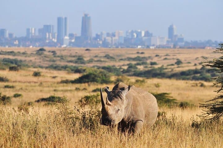Nairobi National Park and Giraffe Center Day Tour