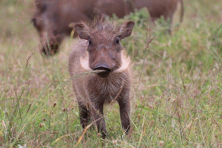 2 dagars privat lyx Addo Elephant Park & Bhejane Reserve Safari