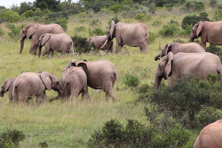 2 dagars privat lyx Addo Elephant Park & Bhejane Reserve Safari
