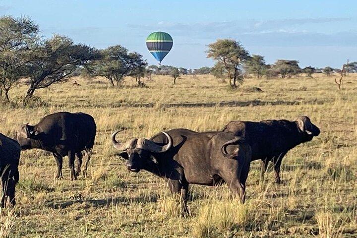 6 dage Tanzanias nationalparker camping gruppe tur