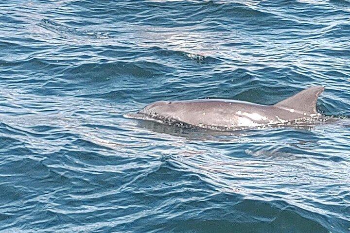 2 horas nadando com os golfinhos na Cidade do Panamá