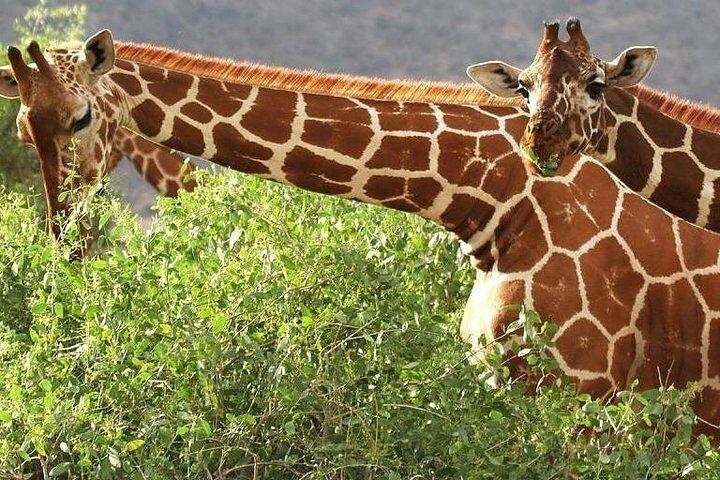 6-daagse Samburu Sweetwaters Lake Nakuru en Lake Naivasha Tour