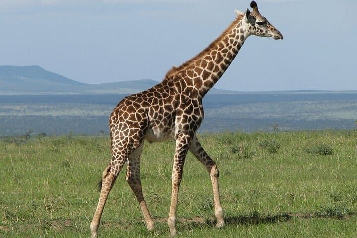 Nairobi Airport Layover Tour Giraffe Center