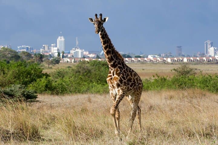 Nairobi National Park and Giraffe Center Day Tour