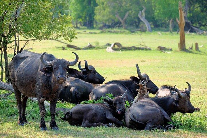 Game Drive y Rhino Walk