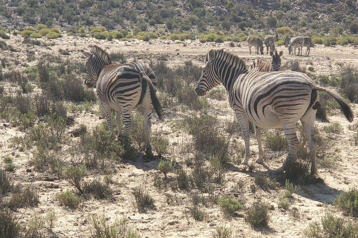 All Inclusive Big 5 Safari Game Drive from Cape Town
