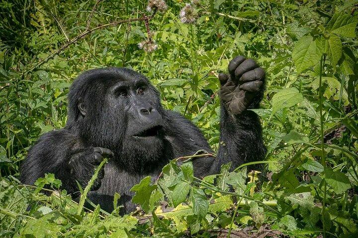 8-tägige private Uganda Big 5 Luxus-Safari mit Gorillas und Schimpansen