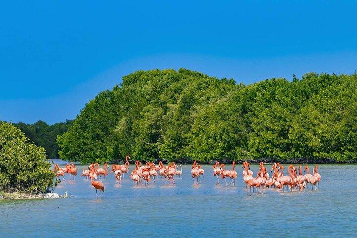 Celestun Beach and Mangrove Boat Ride from Merida