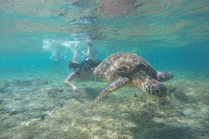 Tour di un giorno dell'isola di Apo da Dumaguete con pranzo e trasferimento