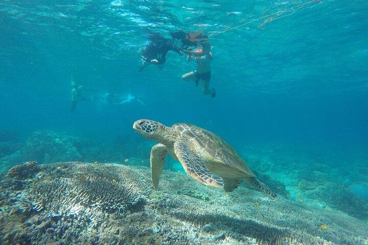 Tour di un giorno dell'isola di Apo da Dumaguete con pranzo e trasferimento
