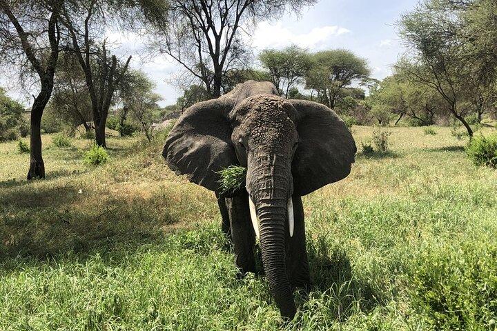 4 dage 3 nætter Camping Safari (Tarangire,Serengeti, Ngorongoro)