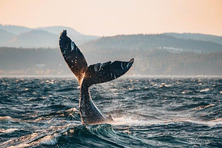Vancouver Sunset Whale Watching Adventure med gratis billeder