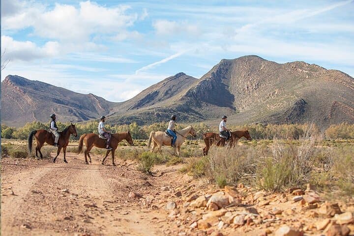 Cape Town Horseback Full Day Safari tour