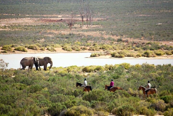 Cape Town Horseback Full Day Safari tour