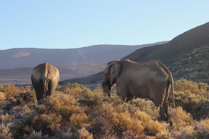 Private - Sunset Big Five Safari Tour in Cape town