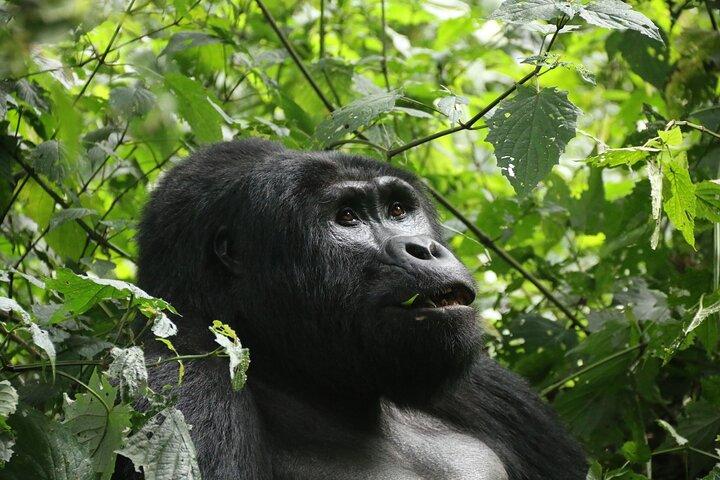 Safari de 12 dias em Uganda com trekking de primatas
