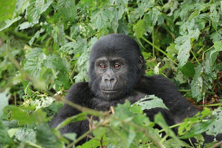 Safari de 12 dias em Uganda com trekking de primatas