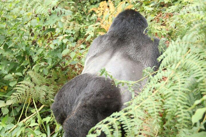 Safari de 12 dias em Uganda com trekking de primatas