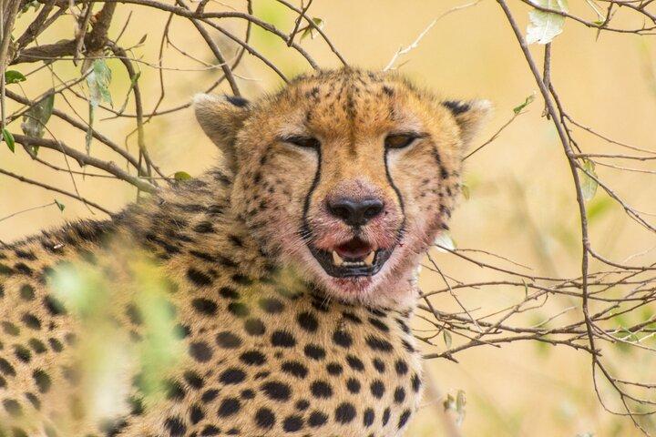 Private Luxury 4 Days Nakuru Park & Maasai Mara National Reserve