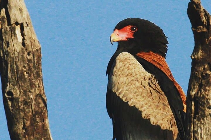 Exclusive Sunset Game Drive Safari near Hoedspruit