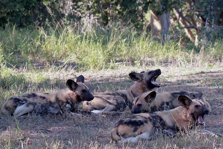Exclusive Sunset Game Drive Safari near Hoedspruit