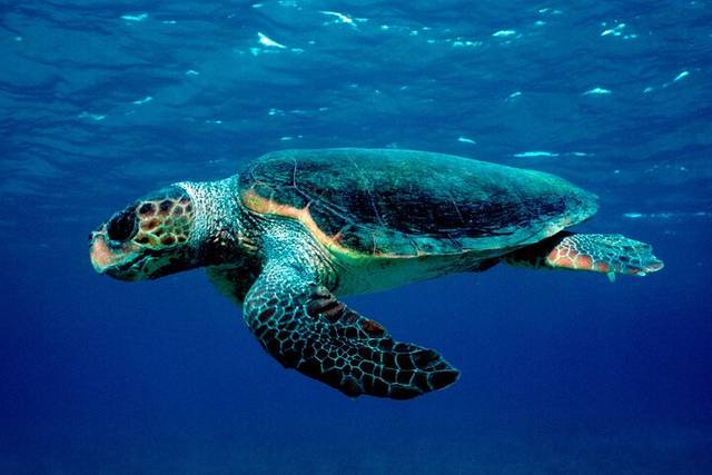 Turtle Island