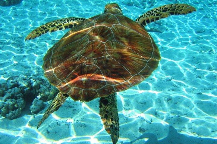 Laganas Zakynthos: Marathonissi, cavernas Keri e observação de tartarugas
