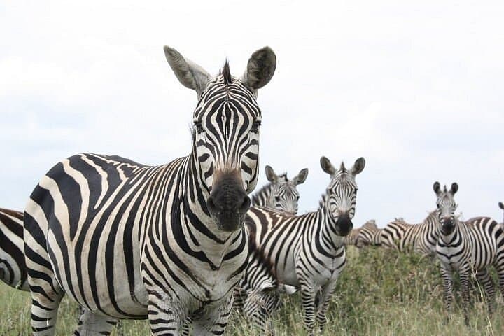 Nairobi National Park and Giraffe Center Day Tour