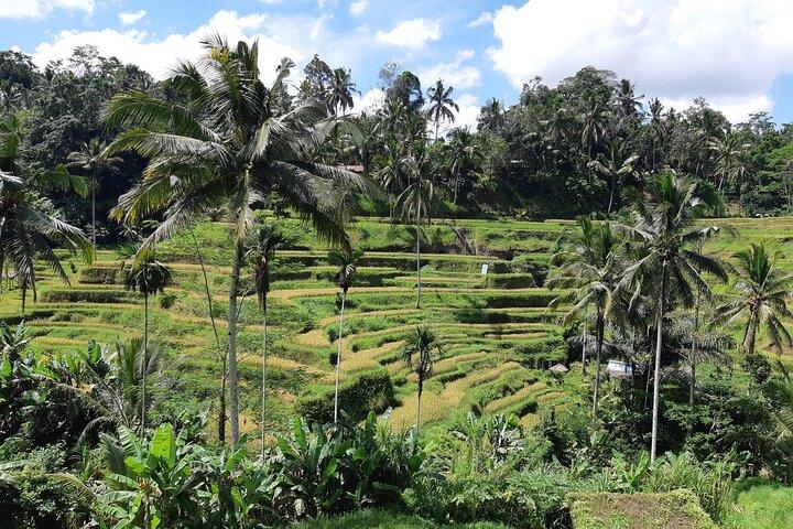 Bästa Bali Ubud Heldags all-inclusive privat tur