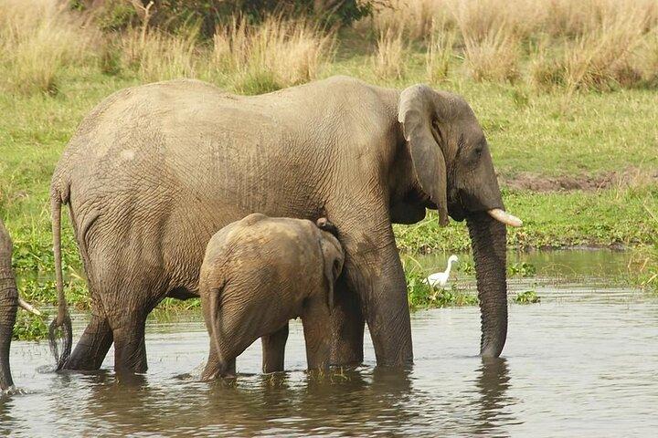 Safari Privado de 15 Dias para Explorar Primatas em Uganda