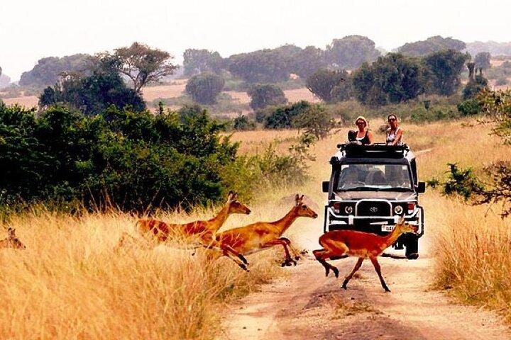 Safari Privado de 15 Dias para Explorar Primatas em Uganda