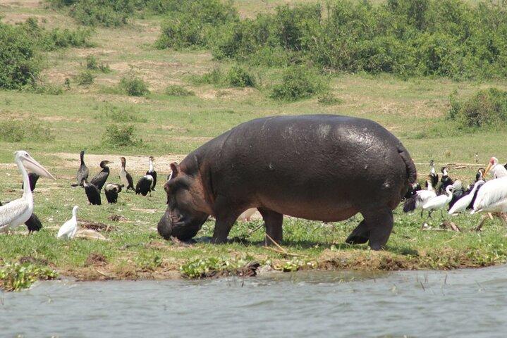 Safari Privado de 15 Dias para Explorar Primatas em Uganda