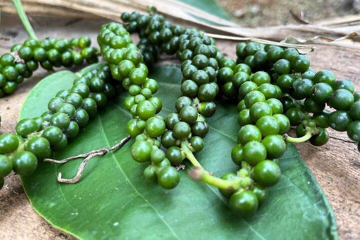 Visita alla passeggiata nella piantagione di Areca e alla casa storica nella contea di Areca