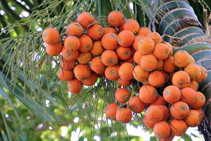 Visita alla passeggiata nella piantagione di Areca e alla casa storica nella contea di Areca