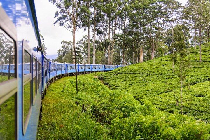 Excursion privée d’une journée à Nuwara Eliya au départ de Colombo – All Inclusive