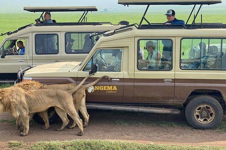 4 dage Serengeti, Ngorongoro og Tarangire Safari